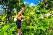 Phuket Elephant Observation Walk with Hotel Transfer