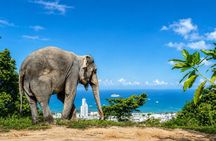 Phuket Elephant Vitamin Care & Observation Walk with Transfer
