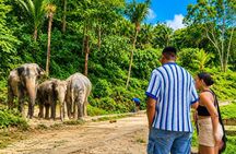 Phuket Elephant Vitamin Care & Observation Walk with Transfer