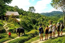 Patong Highlight Elephant Sanctuary with Guide Tour