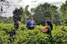 Private Day Tour Kandy to Nuwara Eliya with Tea Factory Visit