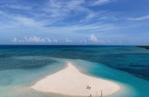 Dolphin Snorkeling and Pungume Island with Lunch and Transfer