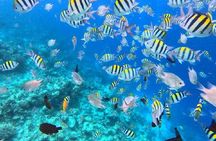Dolphin Snorkeling and Pungume Island with Lunch and Transfer