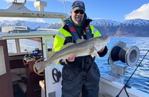 Private Fishing Tour Tromso Cabin Boat