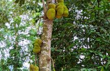 Full Day Private Stone Town, Spice farm & Prison island + Lunch