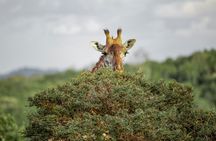 4 Days Group Camping Safari Tour