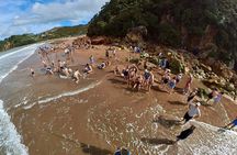 Exclusive Coromandel Scenic Nature and History Day Tour