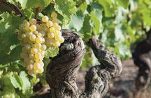 Ammerschwihr: Vineyards, winery and tasting Guide 6 Alsatian wines