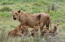 A 1-Day Nyerere National Park(Selous )Fly-in Safari from Zanzibar