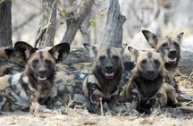 A 1-Day Nyerere National Park(Selous )Fly-in Safari from Zanzibar