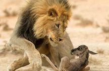 A 1-Day Nyerere National Park(Selous )Fly-in Safari from Zanzibar