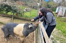 Visit to the Farm with Tasting of Cold cuts and bruschetta