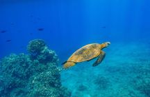 Molokini Snorkel + Kids Go FREE! (Two Snorkel Spots)