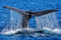 Trincomalee: Whales Watching and Navy Island Snorkeling Tour