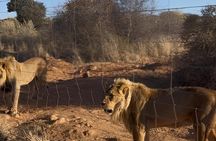 N/a'an ku se Wildlife Sanctuary Day Trip From Windhoek
