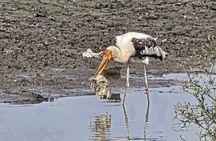 Delhi : Sunrise Taj Mahal & UNESCO Bird Sanctuary - All Inclusive