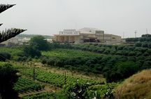 Katakolo Shore Excursion Two Boutique Wineries with Wine Tastings