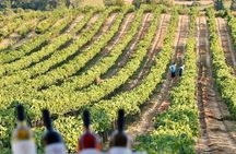 Katakolo Shore Excursion Two Boutique Wineries with Wine Tastings