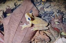 Pajarilla Night Tour: Guided Wildlife Walks in Drake Bay