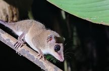 Pajarilla Night Tour: Guided Wildlife Walks in Drake Bay