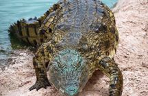 Crocoparc Agadir Day Trip with Round-Trip Transportation