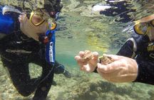 Get Wet Snorkeling Tour to Isla de Lobos from Corralejo