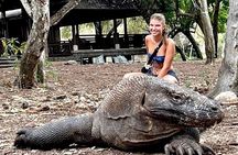 Komodo Island One Day Trip from Bali with Flight and Private Boat