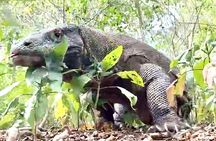 Komodo Island One Day Trip from Bali with Flight and Private Boat