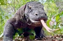 Komodo Island One Day Trip from Bali with Flight and Private Boat