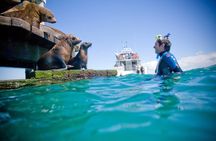 Seals, Sea Dragons & Hot Springs Experience Mornington Peninsula