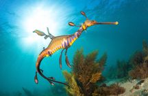 Seals, Sea Dragons & Hot Springs Experience Mornington Peninsula