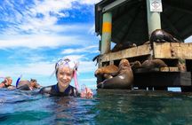 Dolphins, Seals and Hot Springs Experience Mornington Peninsula