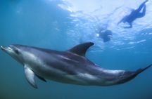 Dolphins, Seals and Hot Springs Experience Mornington Peninsula