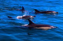 Dingle Sea Safari - Rib boat tour in Dingle Bay
