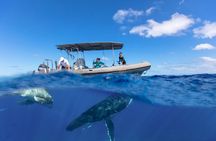 Bora Bora Whale Watching