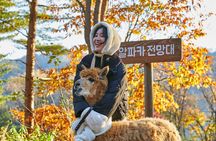Alpaca World, Railbike and opt Garden of Morning Calm from Seoul