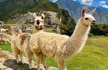 Machu Picchu Guided Tour from Aguas Calientes with Ticket