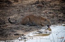 Yala National Park Private Jeep Safari with Entrance Ticket