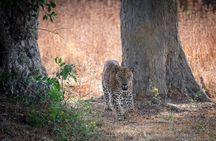 Yala National Park Private Jeep Safari with Entrance Ticket