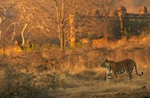 5 nights 6 Days Golden Triangle Tour With Ranthanbore From Delhi
