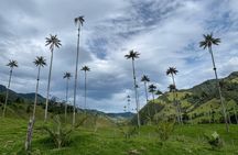 Cocora Valley : 10 km Nature and Forest Hike