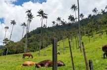 Cocora Valley : 10 km Nature and Forest Hike