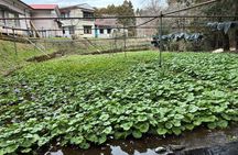 Mt Fuji Views Tour by Bullet Train Hokusai Train and Wasabi Farm