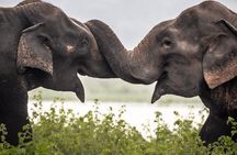 Full Day Yala National Park Safari 12H Private Tour Sri Lanka