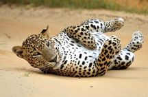 Full Day Yala National Park Safari 12H Private Tour Sri Lanka