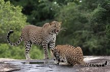Full Day Yala National Park Safari 12H Private Tour Sri Lanka