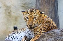 Full Day Yala National Park Safari 12H Private Tour Sri Lanka