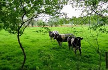 Bruges Scenic Guided Countryside Bike Tour to Damme/E-bike option