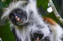 Jozani Forest ,Kuza Cave,Paje beach&the Rock Private Tour