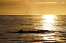 Victoria Sunset Zodiac Boat Whale Watching Adventure
